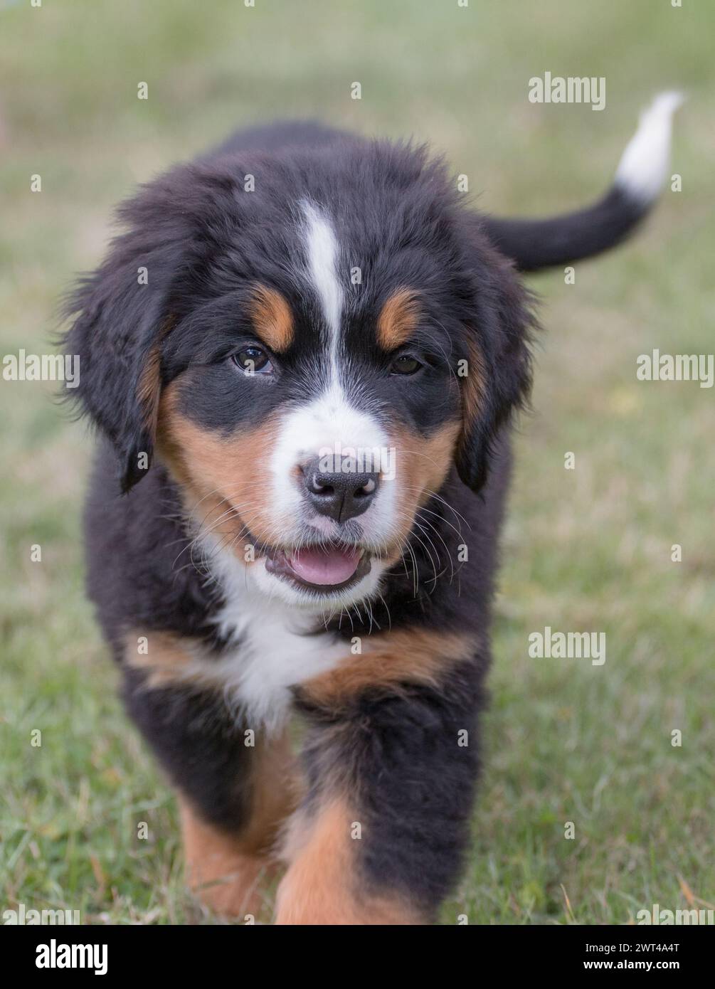 Un adorabile cucciolo di cane di montagna bernese. Un cane felice, che scossa la coda che corre verso la telecamera . Suffolk, Regno Unito Foto Stock