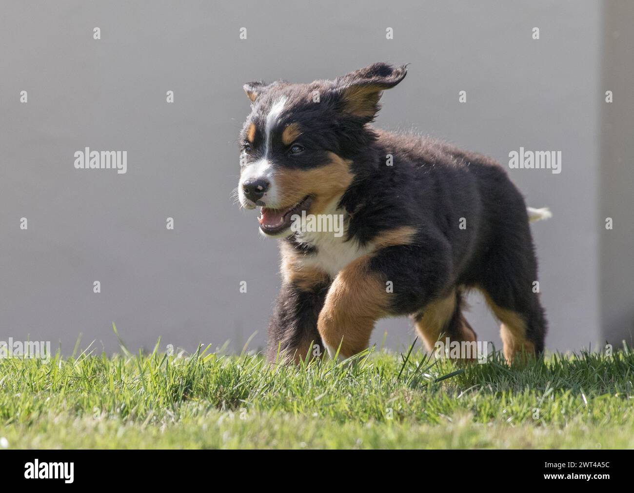 Un adorabile cucciolo di cane di montagna bernese. Correndo e giocando, orecchie che sbattono in giardino. Suffolk, Regno Unito Foto Stock