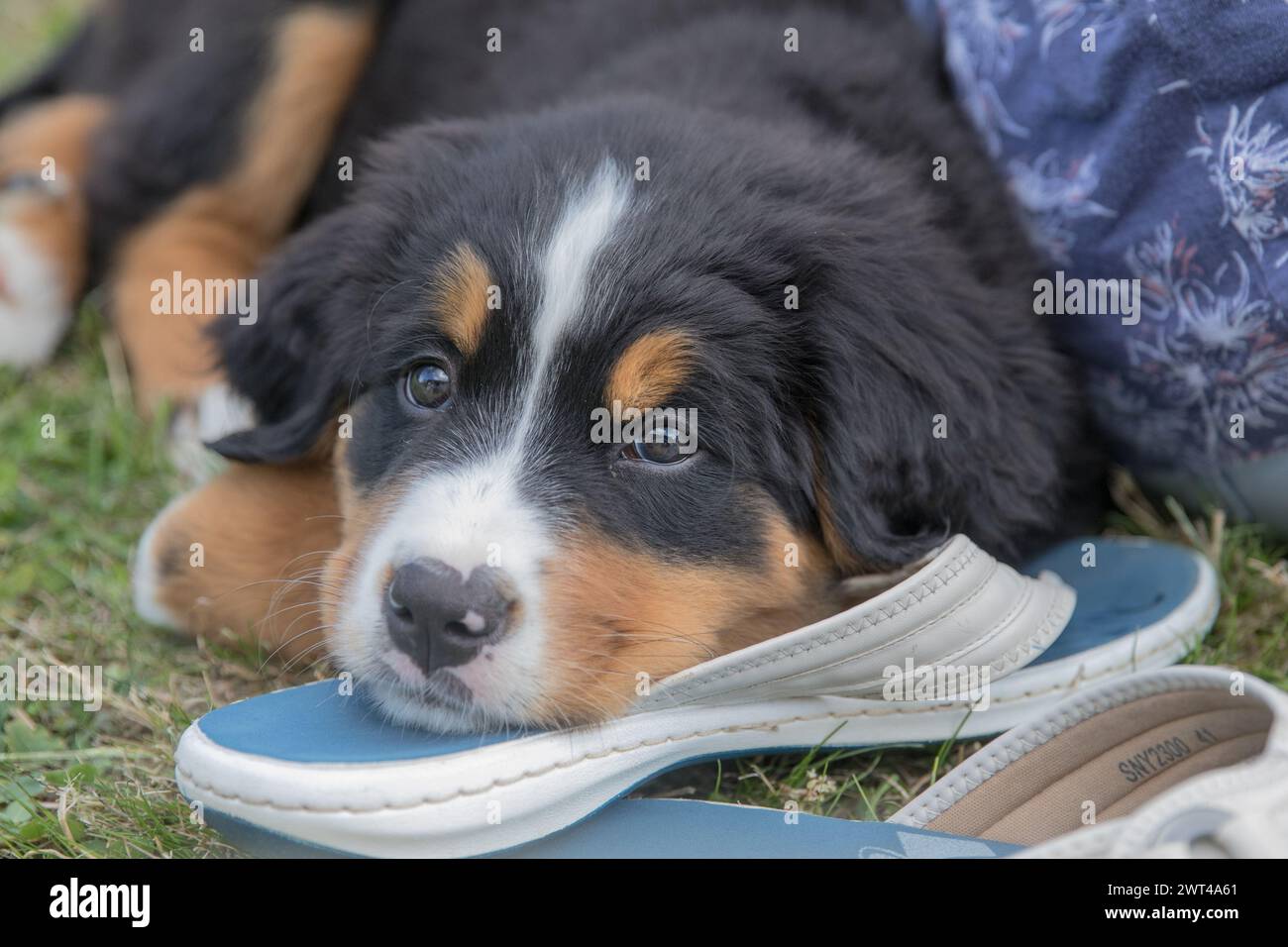 Un adorabile cucciolo di cane di montagna bernese. Rilassatevi mentre guardate le scarpe dei suoi proprietari. Suffolk, Regno Unito Foto Stock