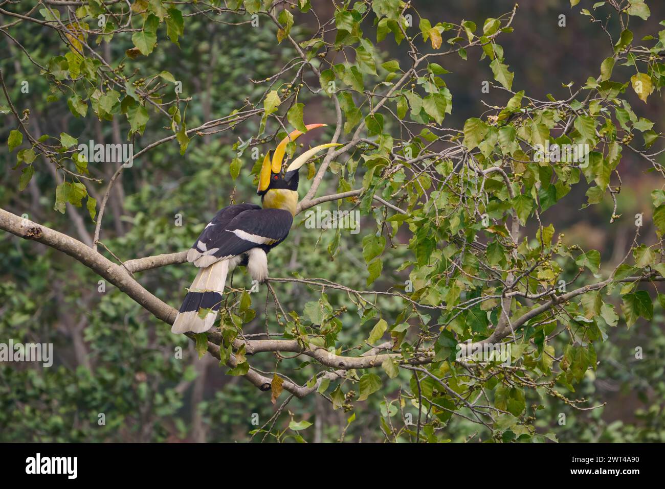 Ottimo carpino che mangia fichi, nel nord dell'India Foto Stock