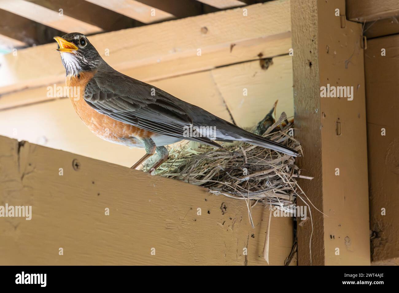 robin americano adulto, Turdus migratorius, genitore al nido pieno di pulcini Foto Stock