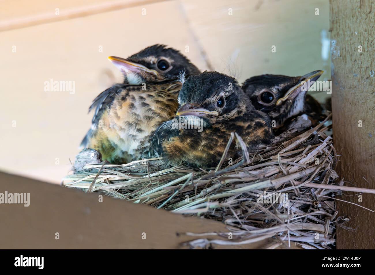 robin americano, Turdus migratorius, tre robin nel nido Foto Stock