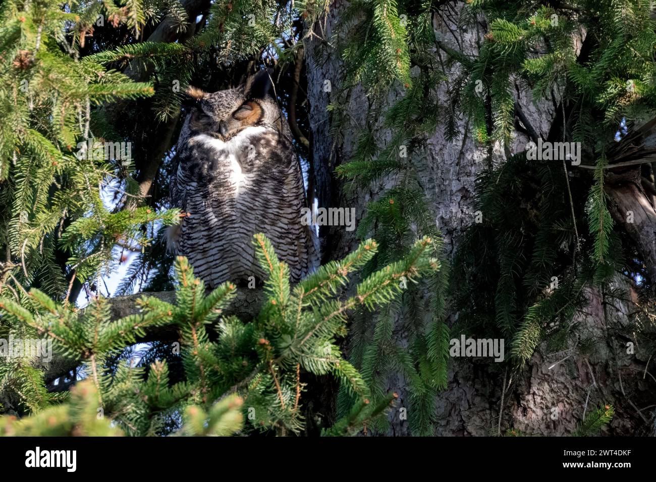 Un gufo maschio in piedi di guardia su un nido nel sud-ovest dell'Ontario, Canada. Foto Stock