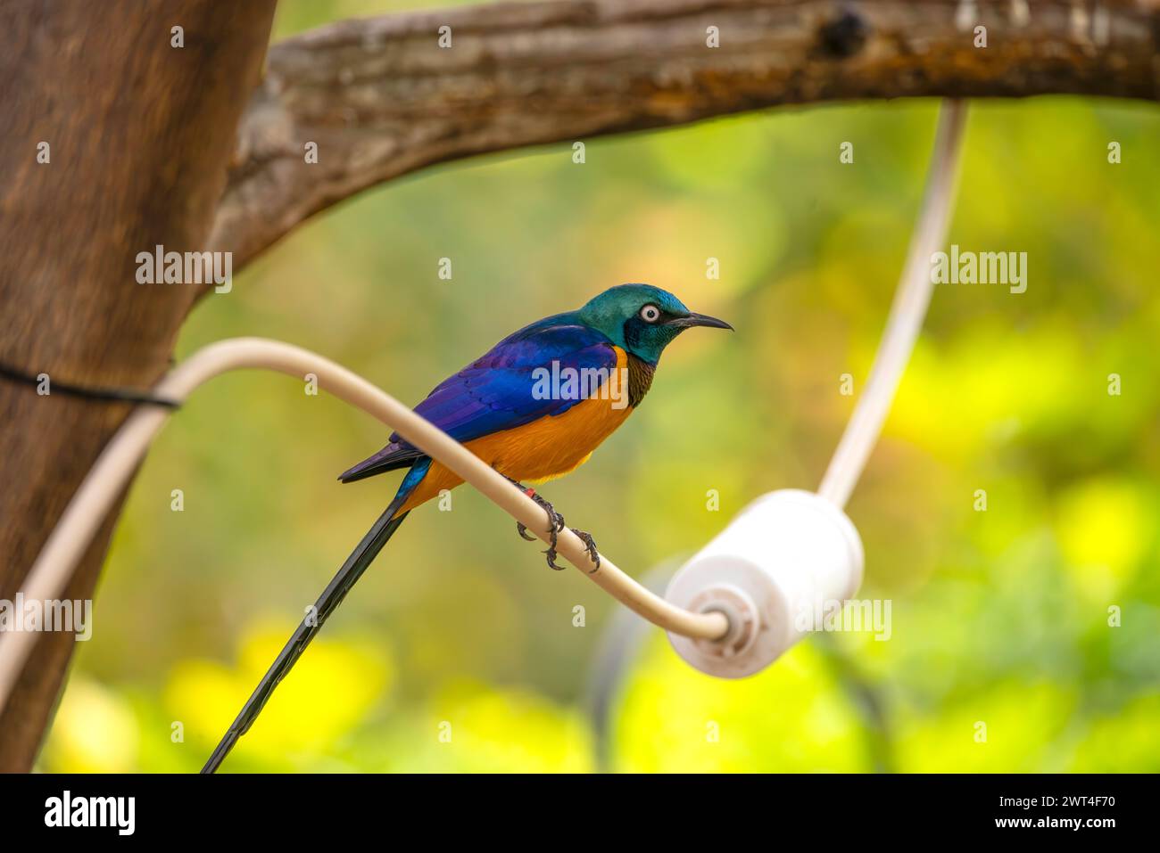 Golden Breasted Starling Foto Stock