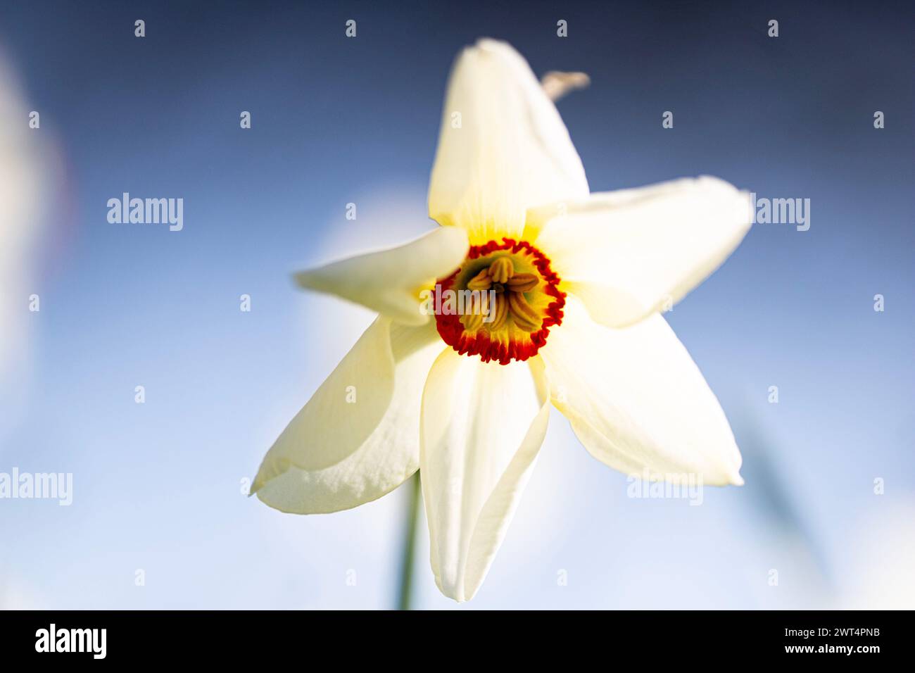 Un narcidio bianco con centro arancione e giallo nel Peel Park. (Narciso Actaea) Foto Stock