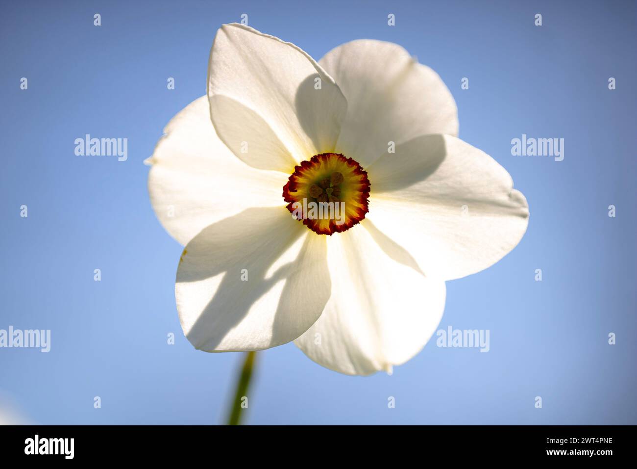 Un narcidio bianco con centro arancione e giallo nel Peel Park. (Narciso Actaea) Foto Stock