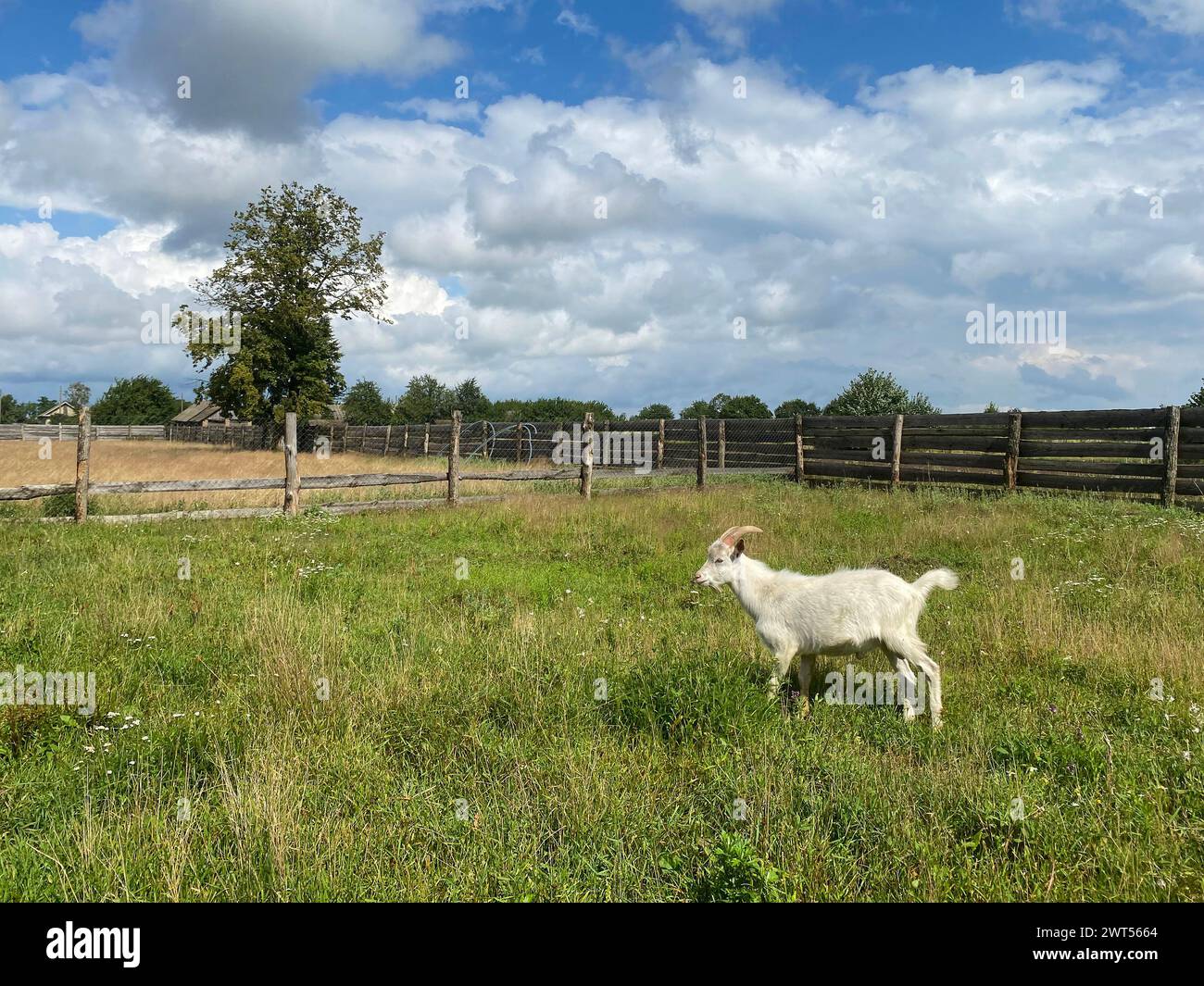 Capra bianca in una fattoria dietro la recinzione, messa a fuoco selettiva. Concetto di allevamento e allevamento di capre Foto Stock