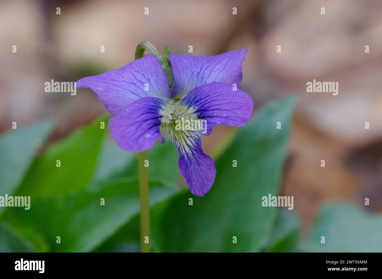 Viola blu comune, viola sororia Foto Stock