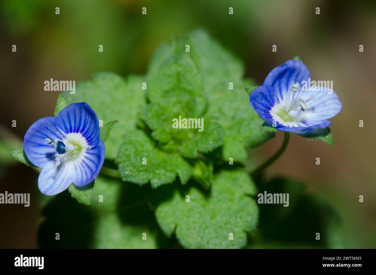 Birdeye Speedwell, Veronica persica Foto Stock
