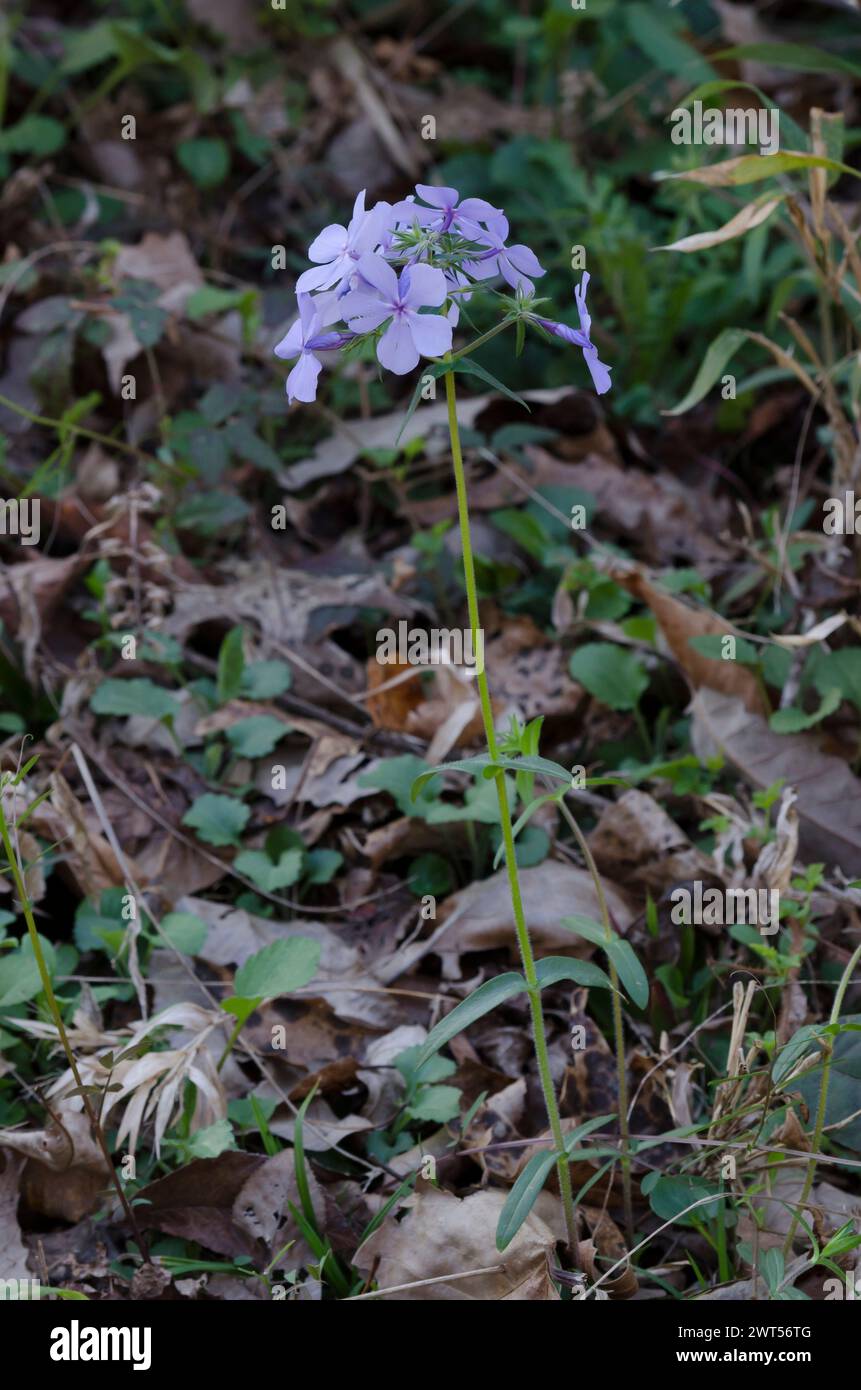 Blu selvaggio, Phlox Phlox divaricata Foto Stock
