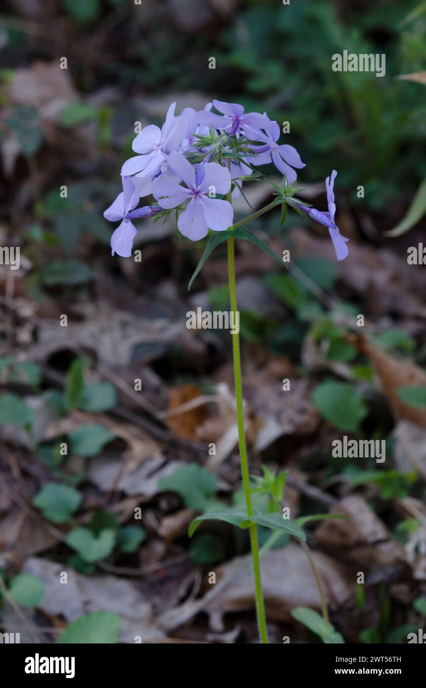 Blu selvaggio, Phlox Phlox divaricata Foto Stock