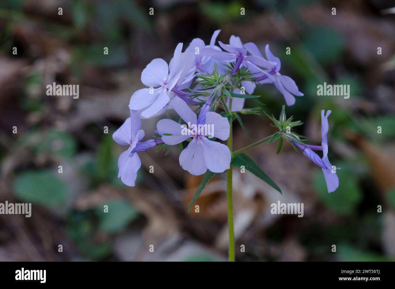 Blu selvaggio, Phlox Phlox divaricata Foto Stock