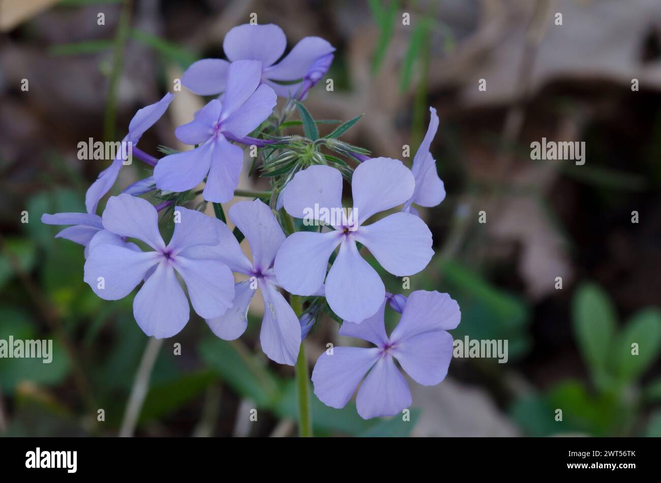 Blu selvaggio, Phlox Phlox divaricata Foto Stock