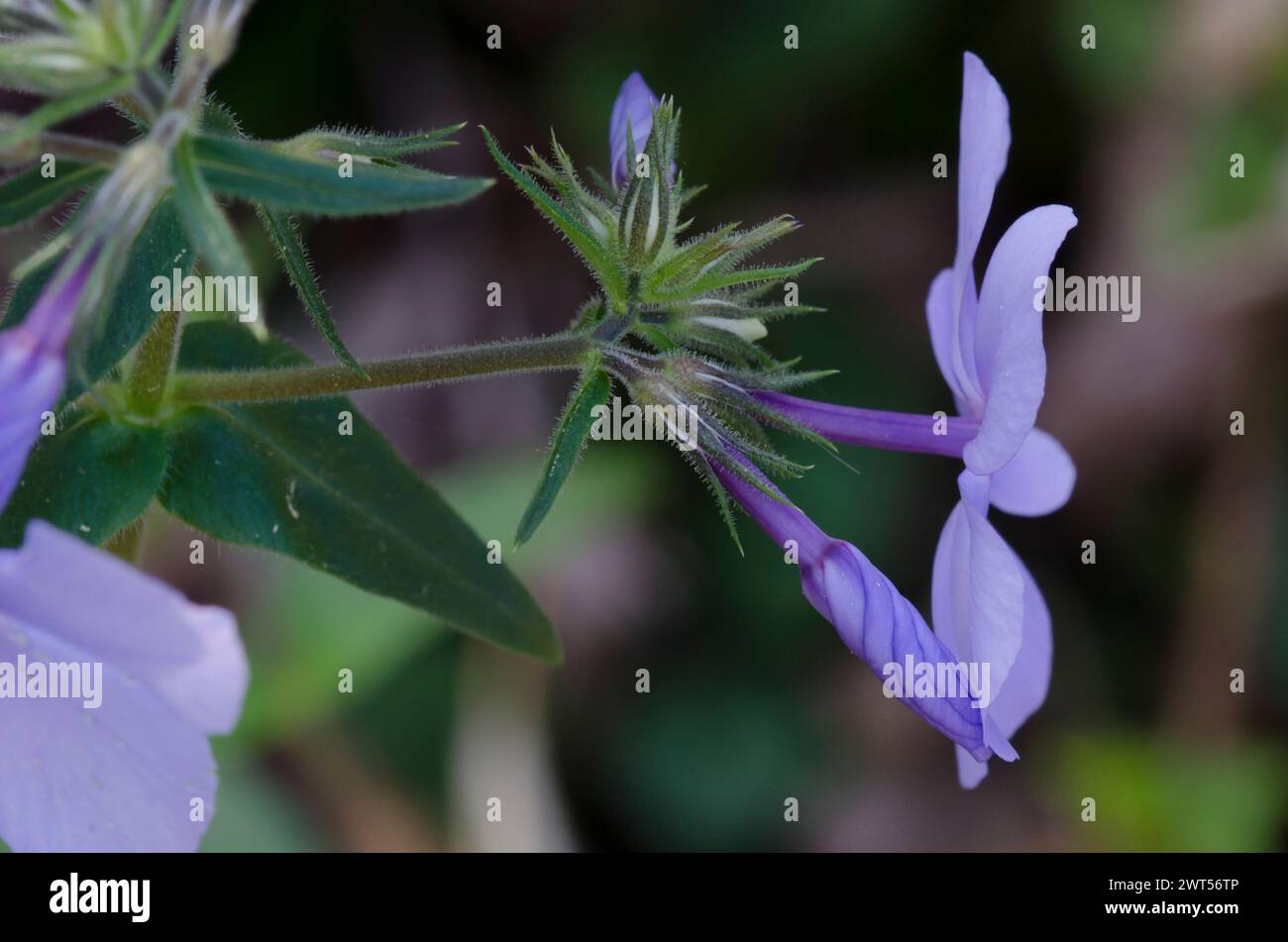 Blu selvaggio, Phlox Phlox divaricata Foto Stock