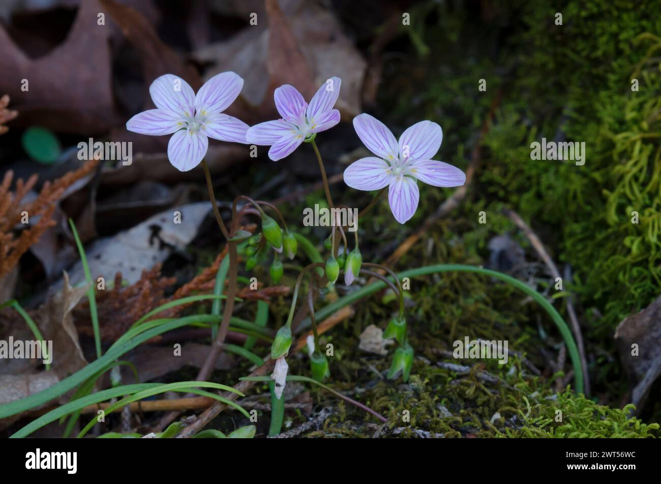 Primavera di bellezza, Claytonia virginica Foto Stock