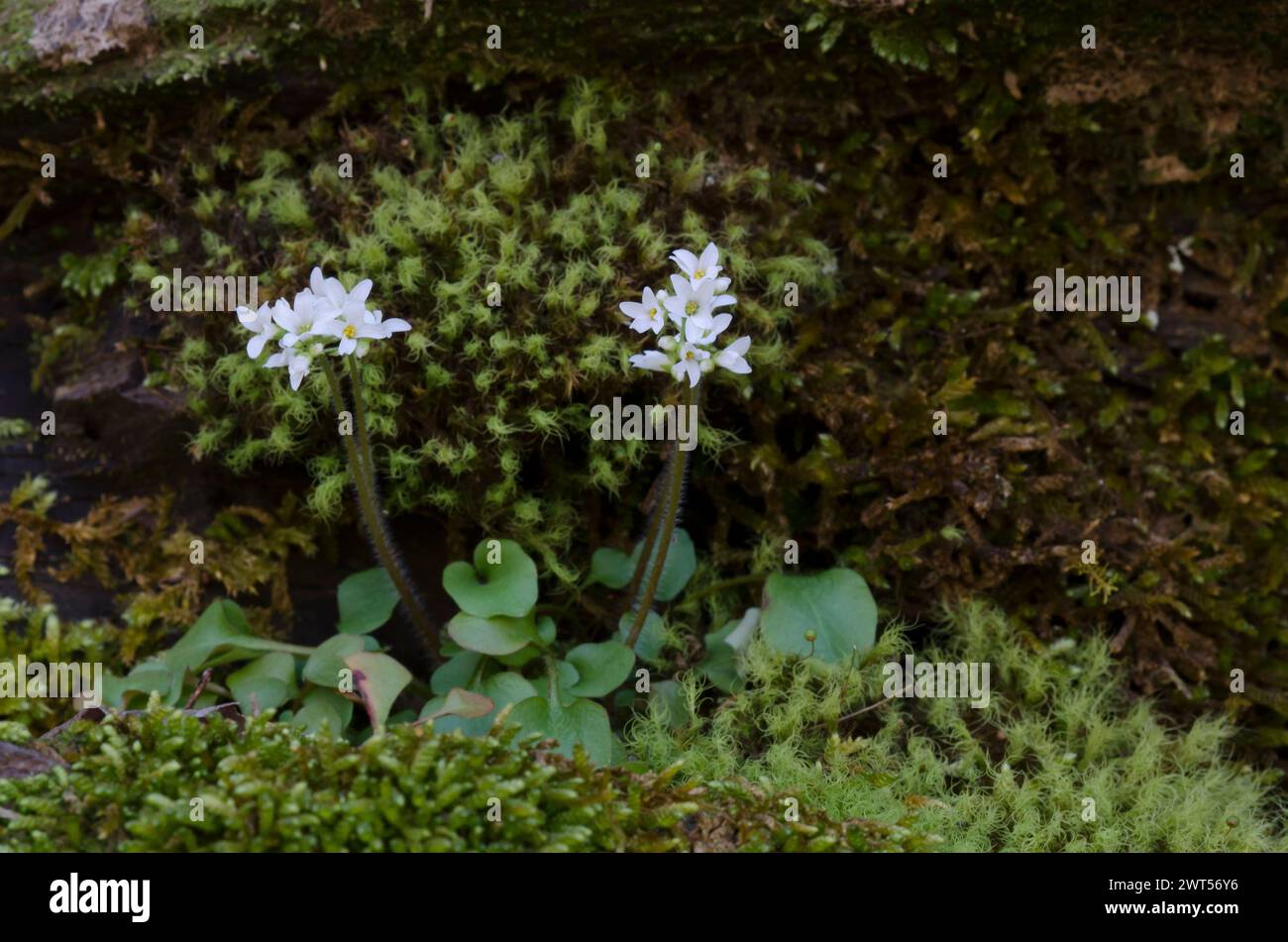 Sassifrage di Palmer, Saxifraga palmeri Foto Stock