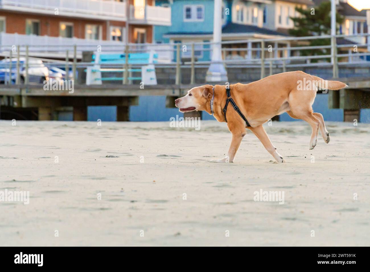 Foto di profilo del "Capo" del Senior Yellow Labrador che fa la sua famosa corsa di bronco sulla spiaggia di Avon by the Sea Foto Stock