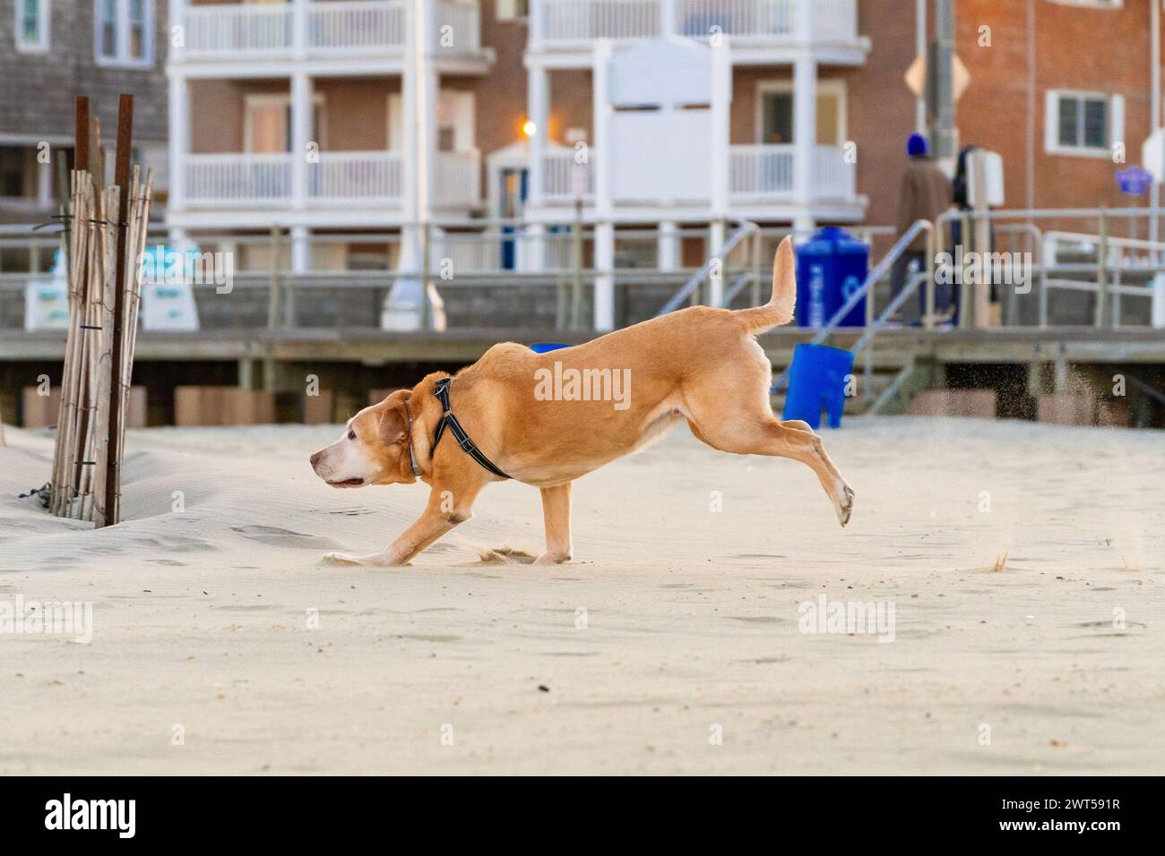 Foto di profilo del "Capo" del Senior Yellow Labrador che fa la sua famosa corsa di bronco sulla spiaggia di Avon by the Sea Foto Stock