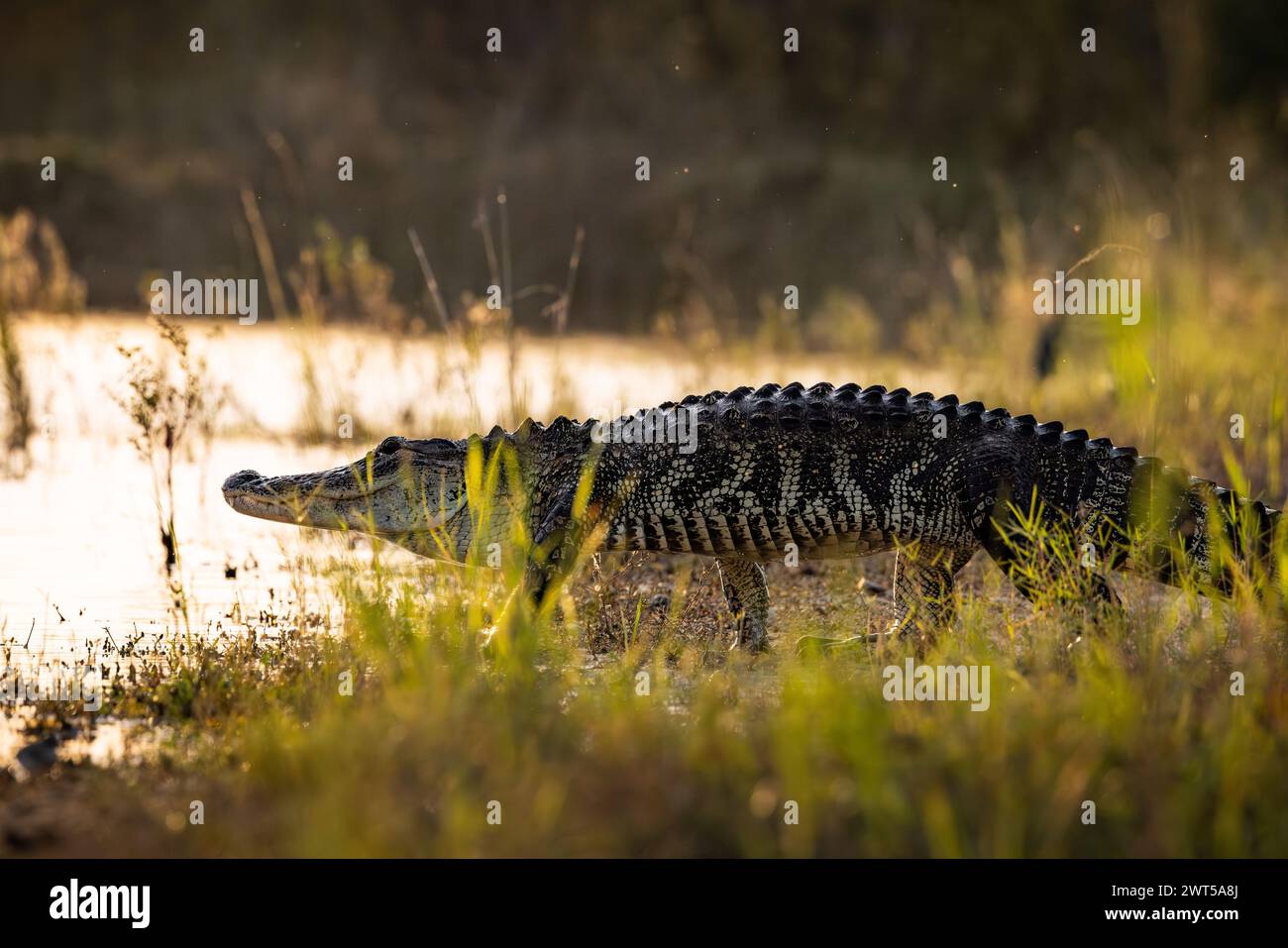 American Aligator - alligatore missippiensis - in alto a piedi nel laghetto Florida, Stati Uniti Foto Stock