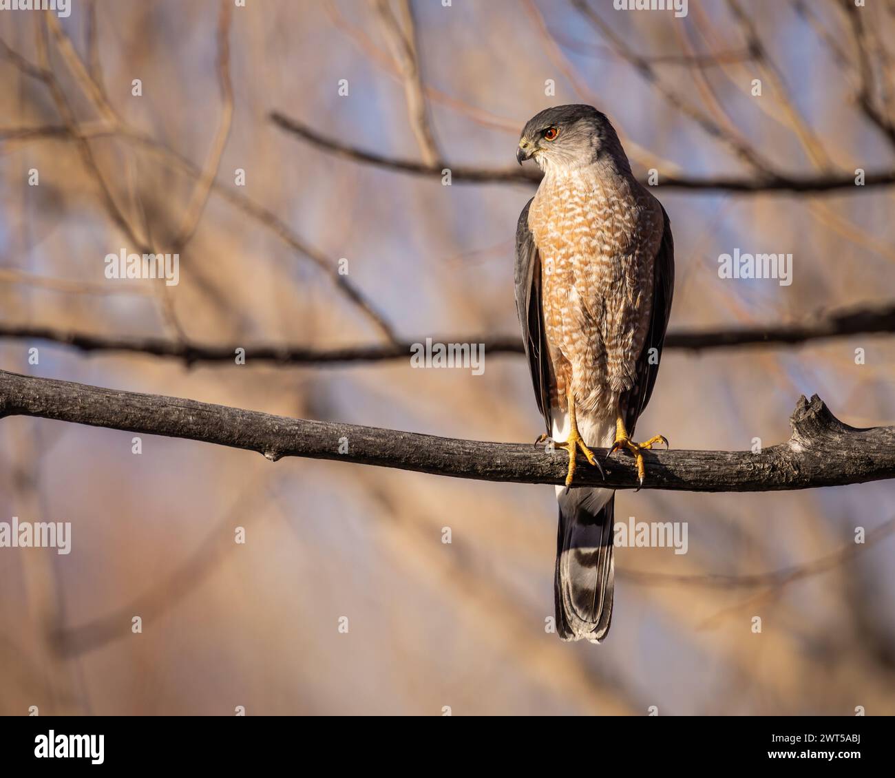 Coopers Hawk - accipiter cooperii - arroccato su un arto con luce solare serale Foto Stock