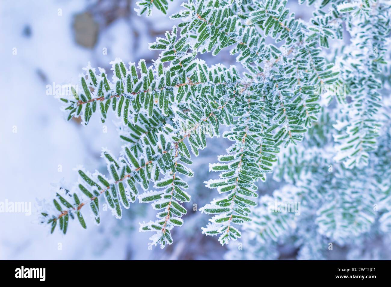 Foglie congelate, alberi, rami, trekking sul Monte Mitsutouge (1785 m), Fujikawaguchiko-cho, Yamanashi, Giappone, Asia orientale, Asia Foto Stock