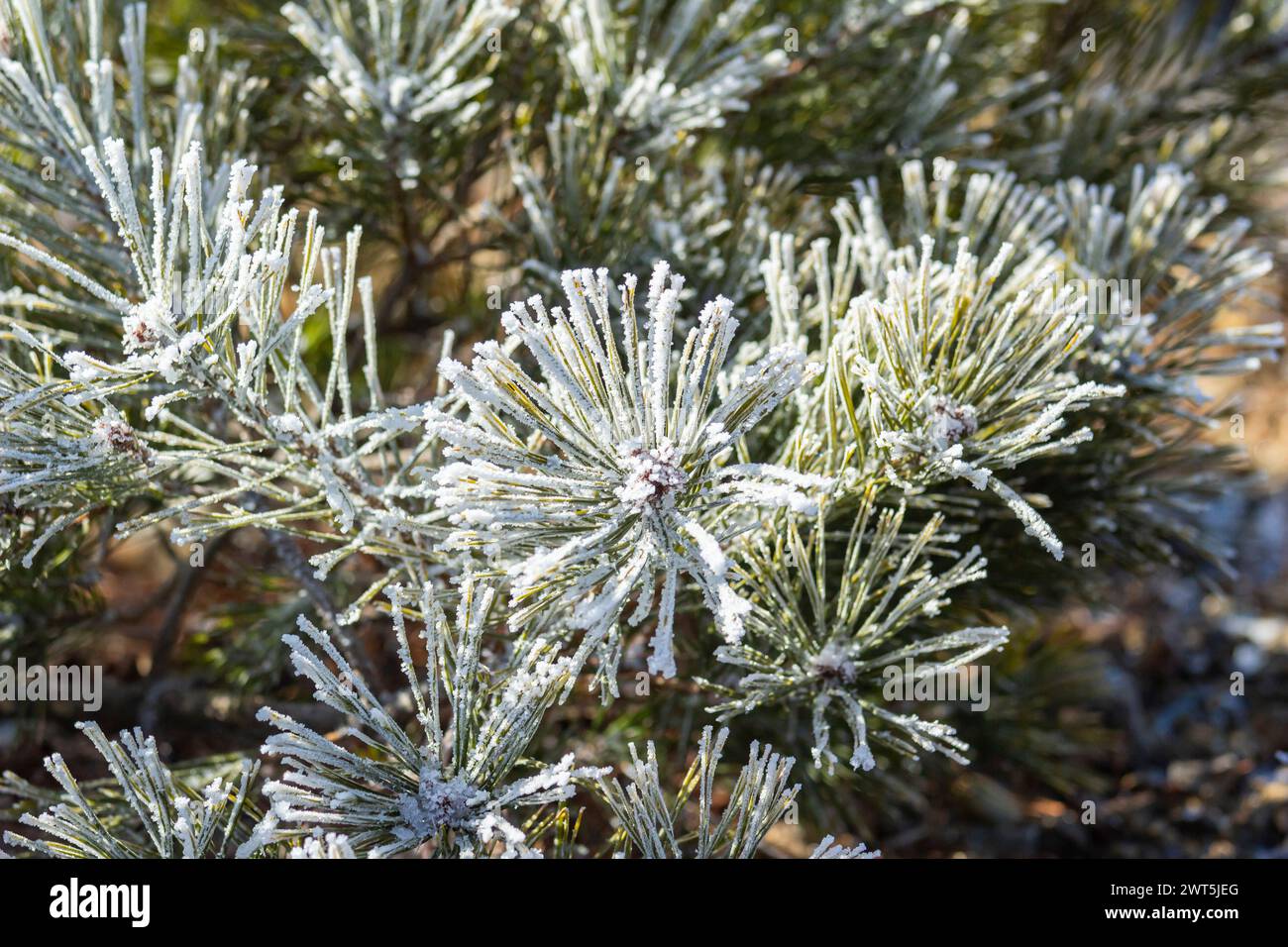 Foglie congelate, alberi, rami, trekking sul Monte Mitsutouge (1785 m), Fujikawaguchiko-cho, Yamanashi, Giappone, Asia orientale, Asia Foto Stock