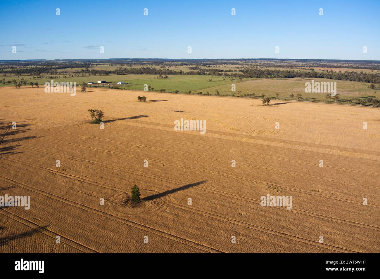 Aerea di campi di grano pronti per il raccolto Wallumbilla sul Maranoa Queensland Australia Foto Stock