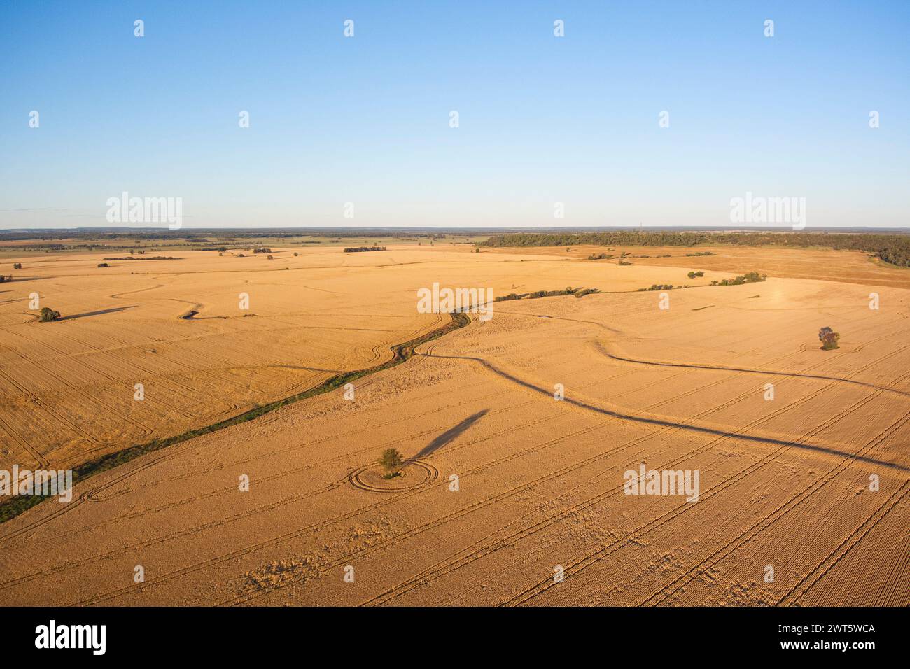 Aerea di campi di grano poco prima del raccolto vicino a Wallumbilla sulla Maranoa Queensland Australia Foto Stock