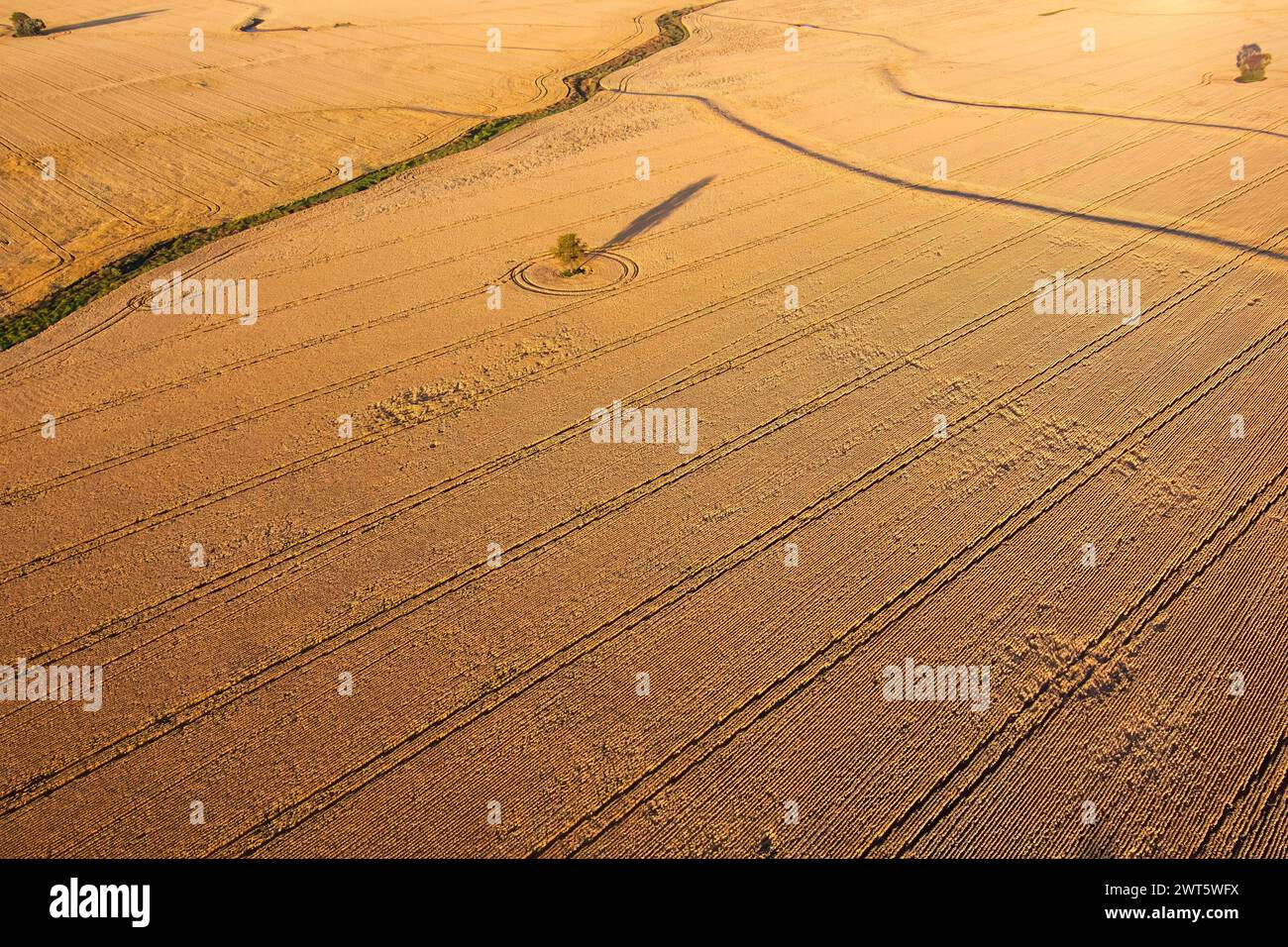 Campi di grano pronti per la raccolta a Wallumbilla sul Maranoa Queensland Australia Foto Stock