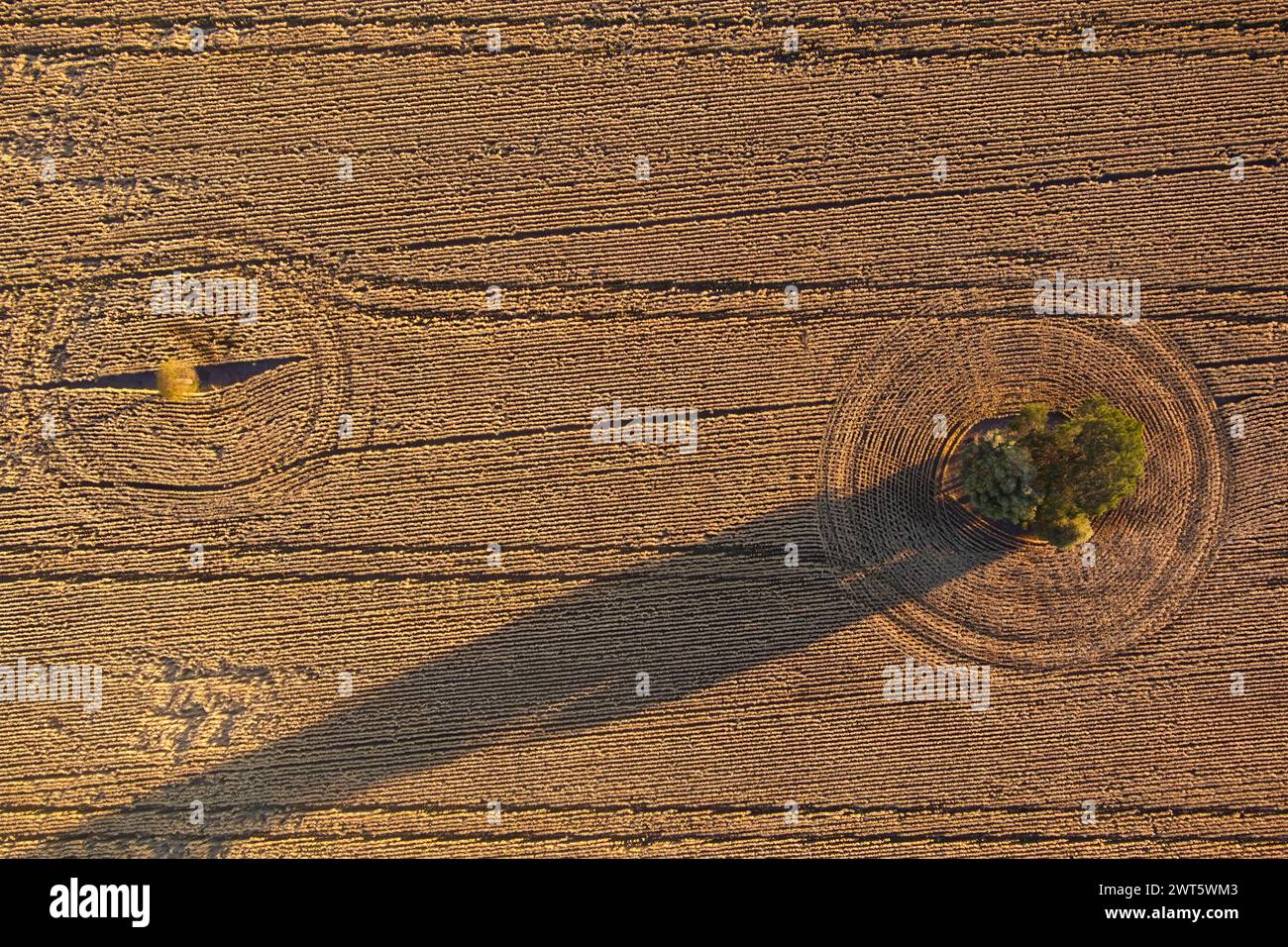 Antenna di modelli nei campi di grano pronti per la raccolta a Wallumbilla sul Maranoa Queensland Australia Foto Stock