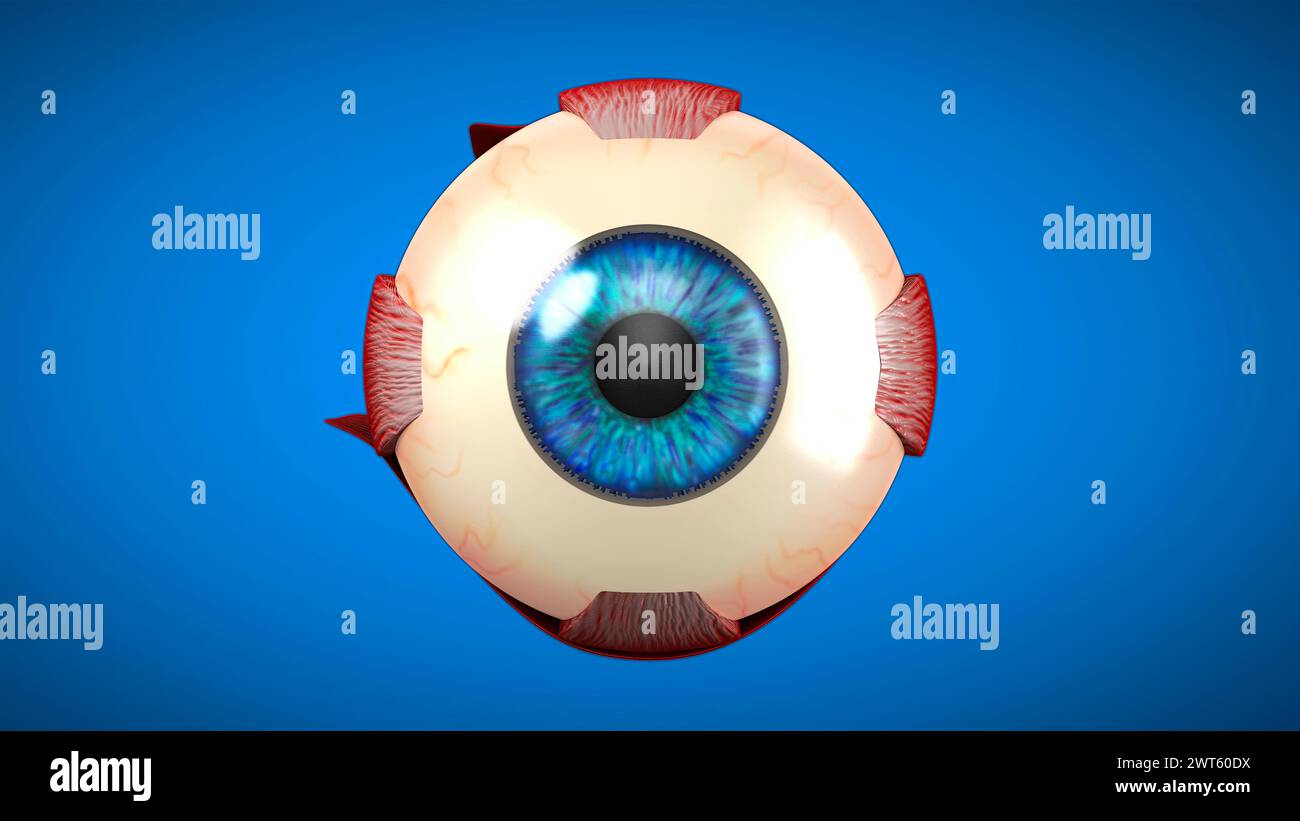 Anatomia degli occhi, illustrazione. Foto Stock