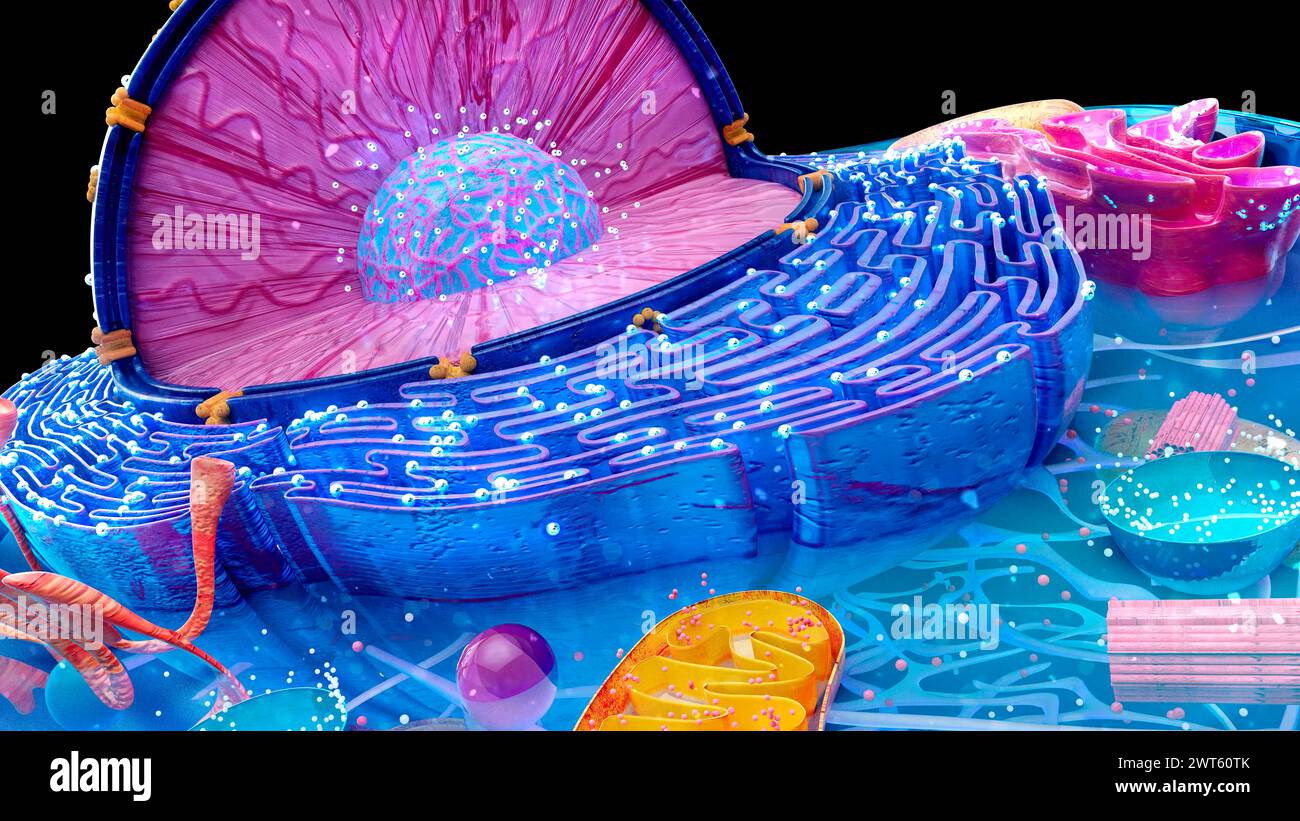 Illustrazione della struttura di una cellula animale. Il nucleo cellulare è la grande sfera sezionata. Contiene il materiale genetico della cellula sotto forma di D. Foto Stock