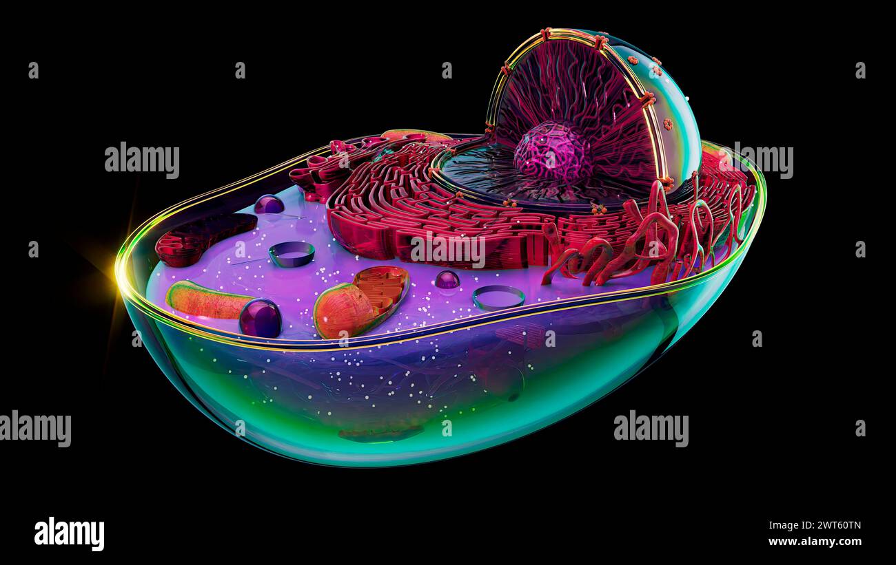 Illustrazione della struttura di una cellula animale. Il nucleo cellulare è la grande sfera sezionata. Contiene il materiale genetico della cellula sotto forma di D. Foto Stock
