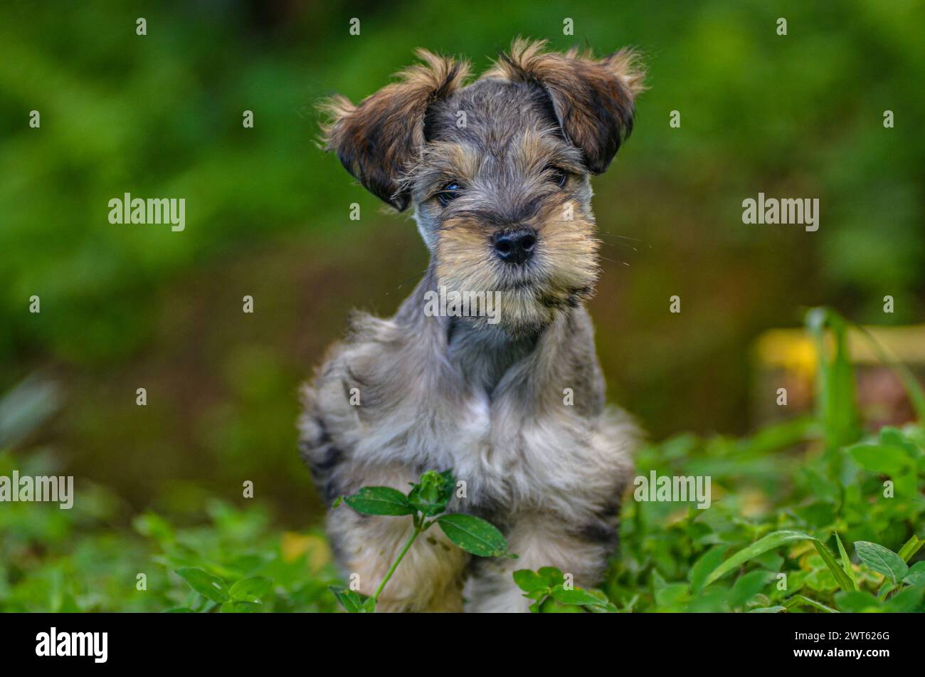 Bel cane super carino, il migliore amico dell'uomo che ti darà un sorriso confortevole e compagnia incondizionata. Foto Stock