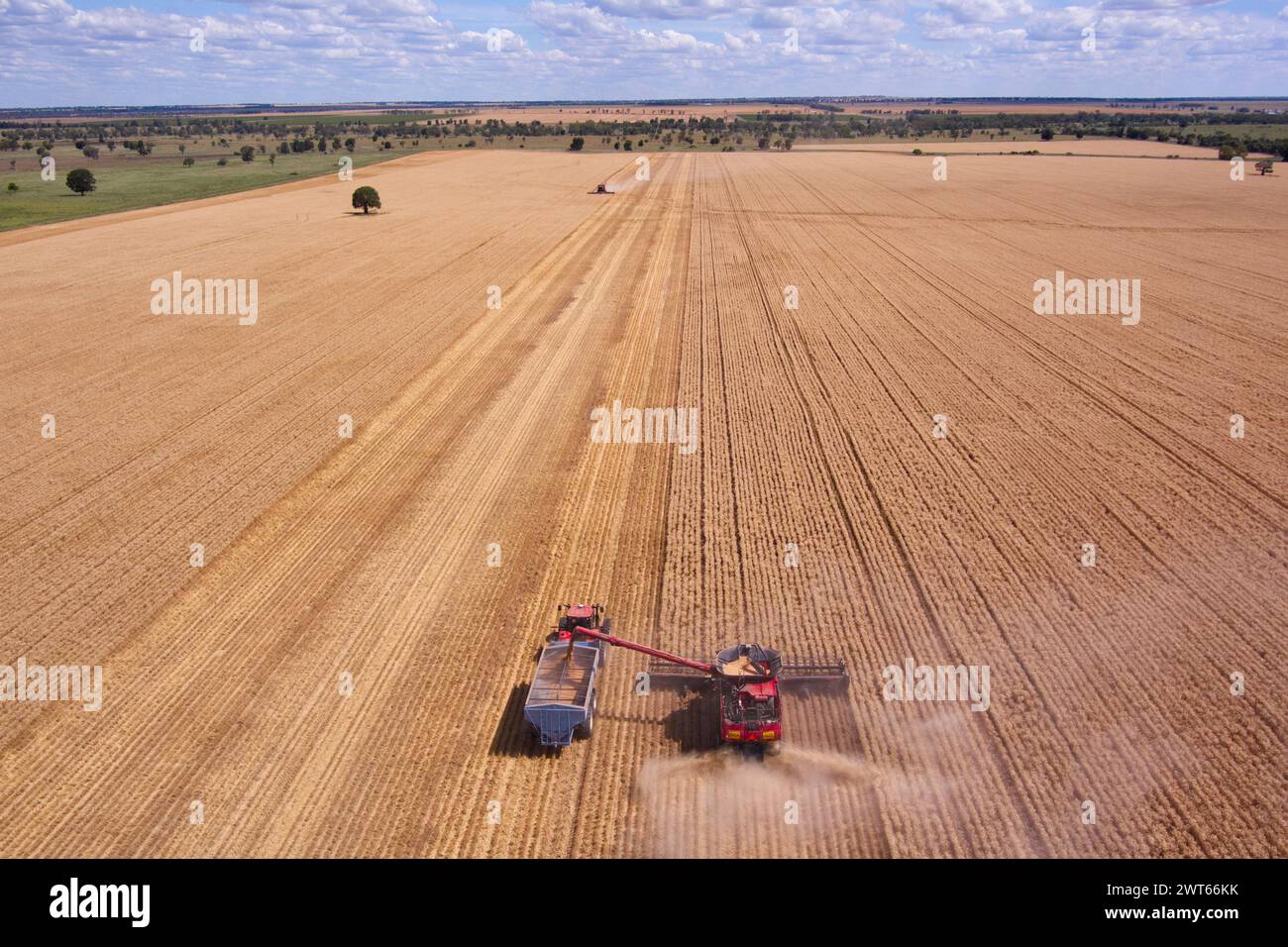 Antenna della mietitrebbiatrice che scarica il grano in un cassonetto vicino a Wallumbilla sulla Maranoa Queensland Australia Foto Stock