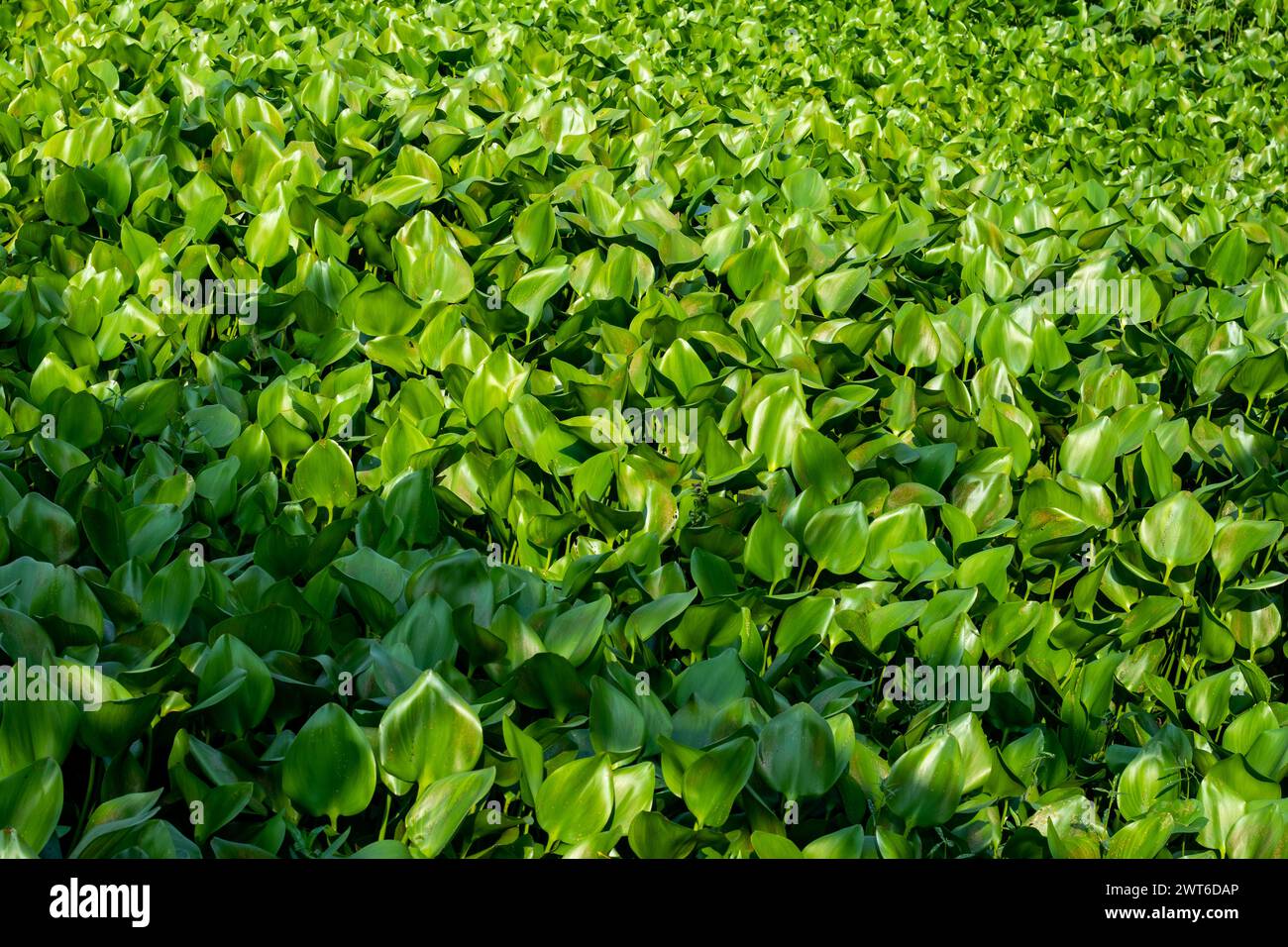 Pontederia crassipes, spessa, lucida, foglie ovate e giacinti d'acqua possono sorgere sopra la superficie dell'acqua. Le lamelle derivano dal nodo rizoma Foto Stock