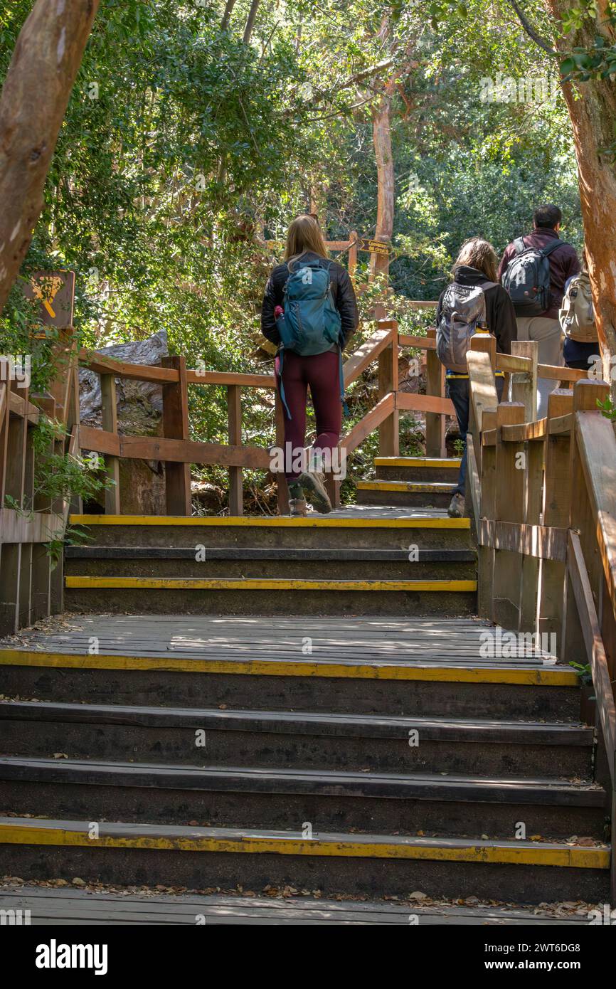Foto verticale da dietro di turisti che camminano attraverso uno stretto sentiero di scale circondato da una foresta piena di grandi alberi verdi a Bosque los Arrayanes, Arg Foto Stock