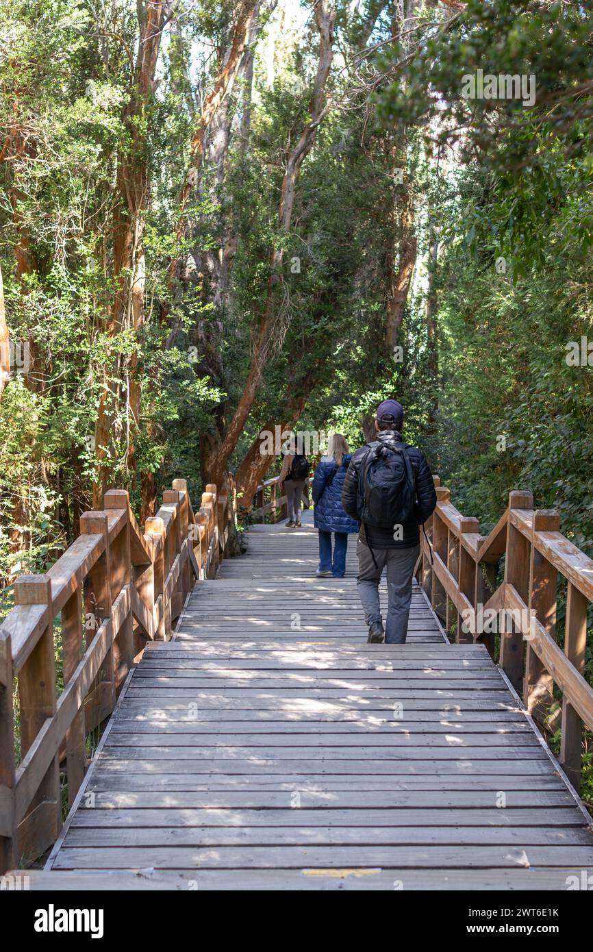 Foto verticale da dietro di turisti che camminano attraverso uno stretto sentiero di scale circondato da una foresta piena di grandi alberi verdi a Bosque los Arrayanes, Arg Foto Stock