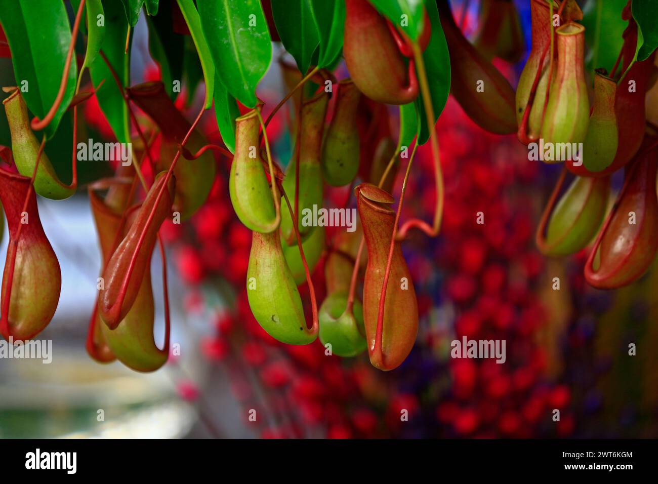 Piante tropicali di caraffa nel giardino Foto Stock