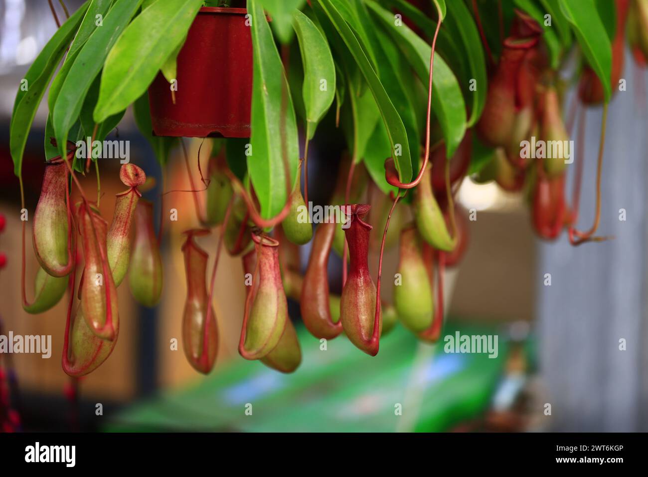 Piante tropicali di caraffa nel giardino Foto Stock