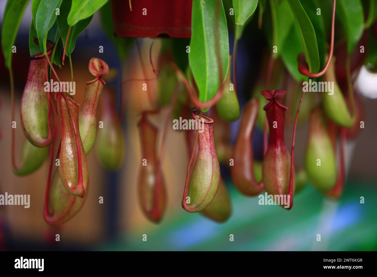 Piante tropicali di caraffa nel giardino Foto Stock