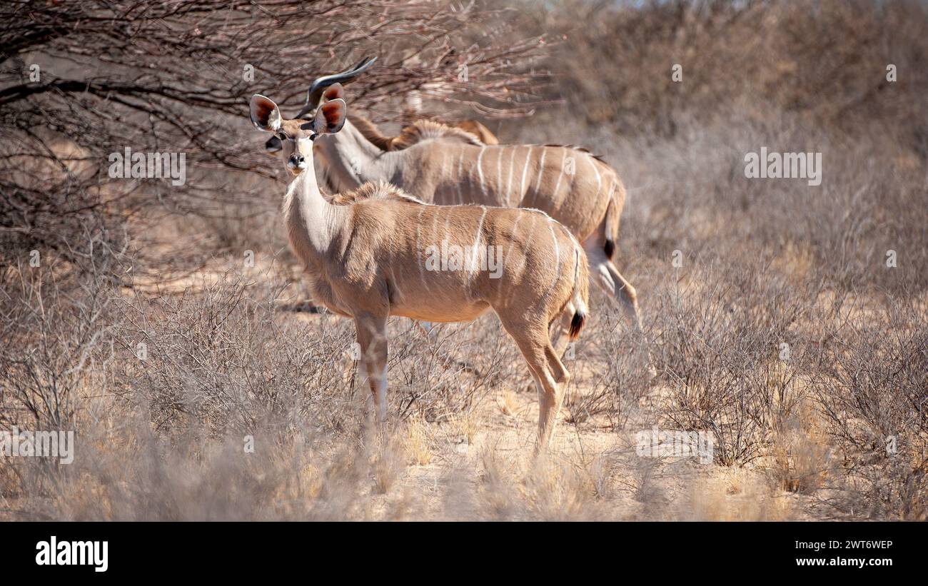 Kudu ( Tragelaphus strepsiceros) Parco transfrontaliero di Kgalagadi, Sudafrica Foto Stock