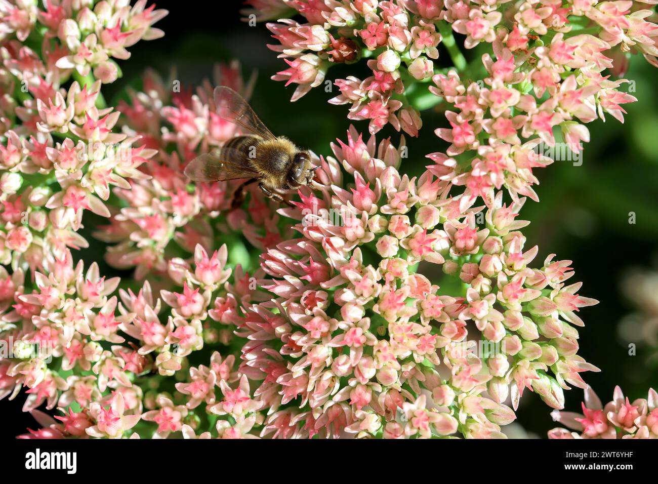 Sedum fiorito in autunno con api selvatiche Foto Stock