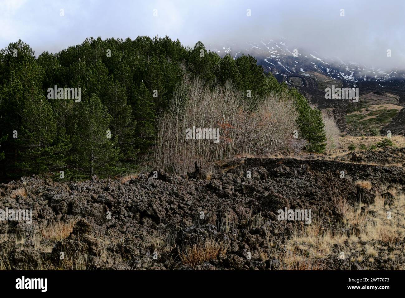 Un boschetto di Betula Aetnensis deciduo in contrasto con un bosco di pini sempreverde nel Parco dell'Etna, Sicilia, Italia Foto Stock