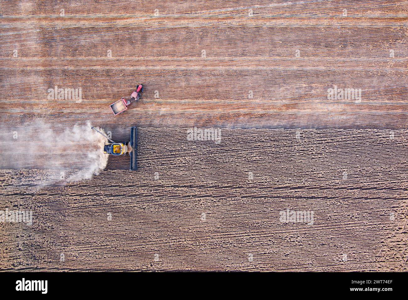 Antenna della mietitrebbiatrice che scarica il grano raccolto su un cassonetto vicino a Wallumbilla sulla Maranoa Queensland Australia Foto Stock