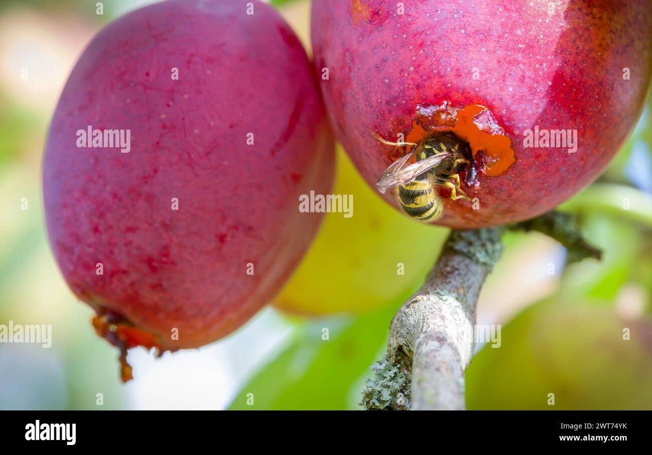 Vespe comuni (Vespula vulgaris) che mangiano prugne mature che crescono su un albero in un giardino in autunno, Regno Unito Foto Stock