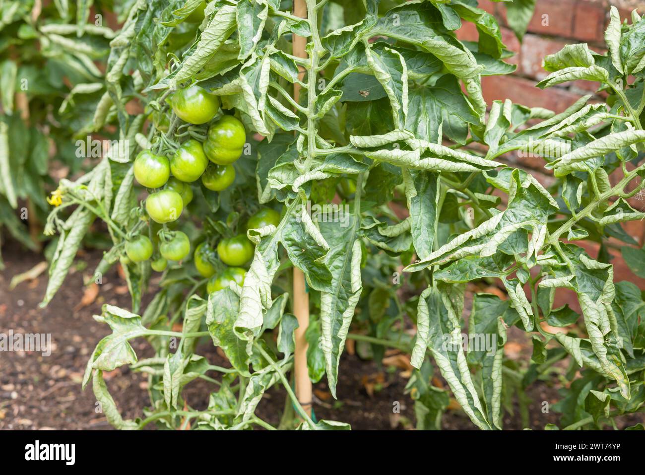 Primo piano di foglie arricciate sulle piante di pomodoro in una patch vegetale. Ricci di foglie di pomodoro, un problema comune nei giardini del Regno Unito. Foto Stock