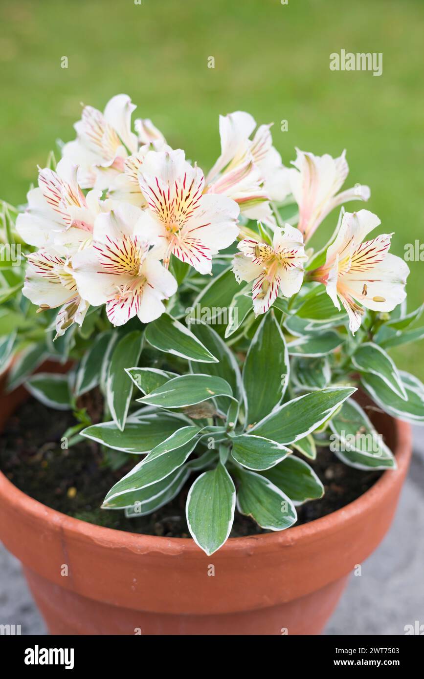 Alstroemeria Princess Fabiana (giglio peruviano) pianta che cresce in un vaso in un giardino del Regno Unito Foto Stock