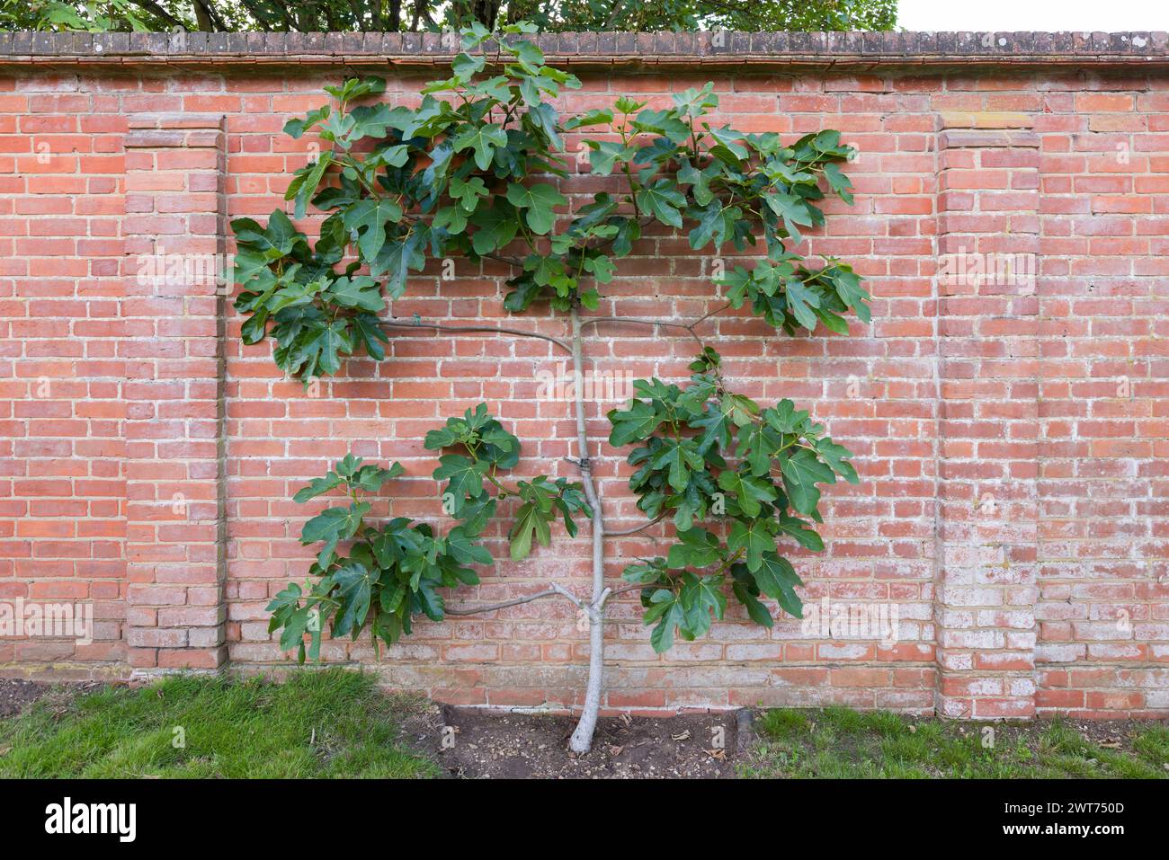 Fico Espalier che cresce contro un muro di mattoni in un giardino inglese in estate, Regno Unito Foto Stock Fico Espalier che cresce contro un muro di mattoni in un giardino inglese in estate, Regno Unito Foto Stock