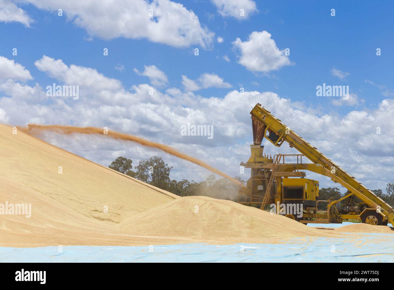 Deposito di grano nel deposito GrainCorp Wallumbilla Queensland Australia Foto Stock
